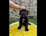 Cane Corso štenci